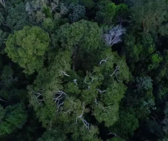 Brasil negocia novos bilhões para proteger florestas e prepara anúncio de dois países europeus
