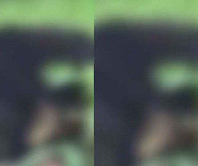 Ursa mata dois irmãos e deixa outras duas pessoas feridas durante ataque na Índia. VEJA VÍDEO