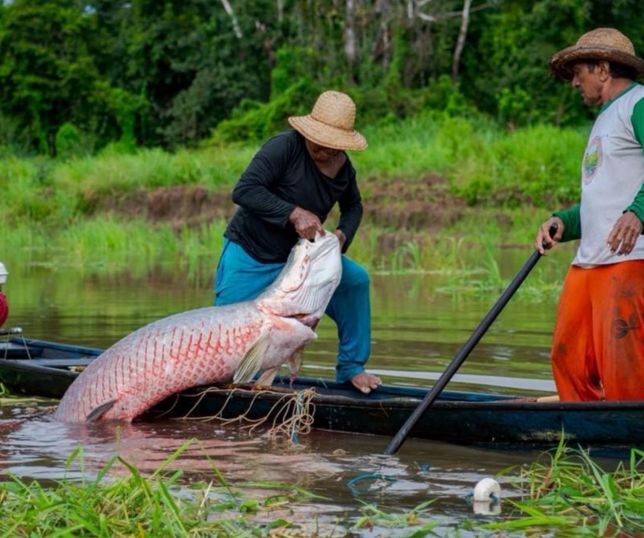 EcoAm promove plantão de inscrições para fortalecer negócios da bioeconomia no Amazonas