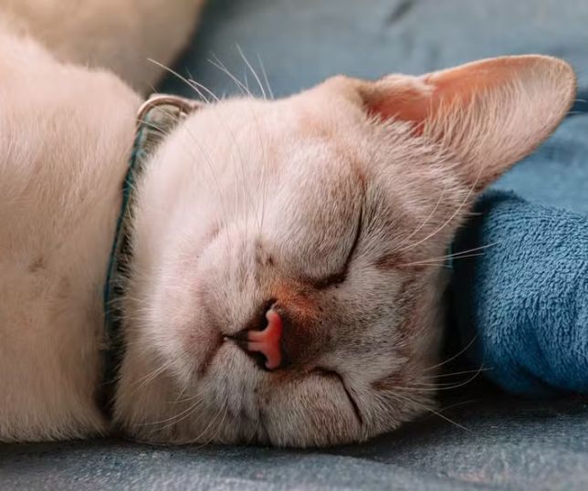 Dia Internacional do Gato: você sabe por que os felinos dormem tanto?