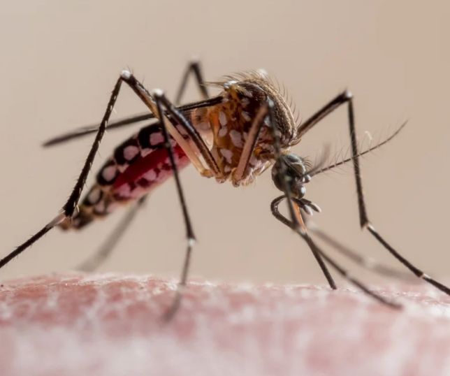 Parasita da malária acumula mutações e amplia resistência a medicamentos, aponta estudo