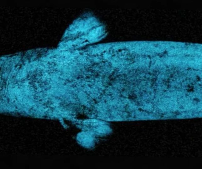 Tubarão que brilha no escuro pode usar bioluminescência para encontrar presas