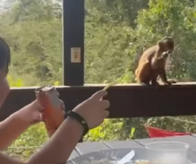Macaquinho surpreende criança e ‘furta’ refrigerante durante almoço em família em Goiás. VEJA VÍDEO
