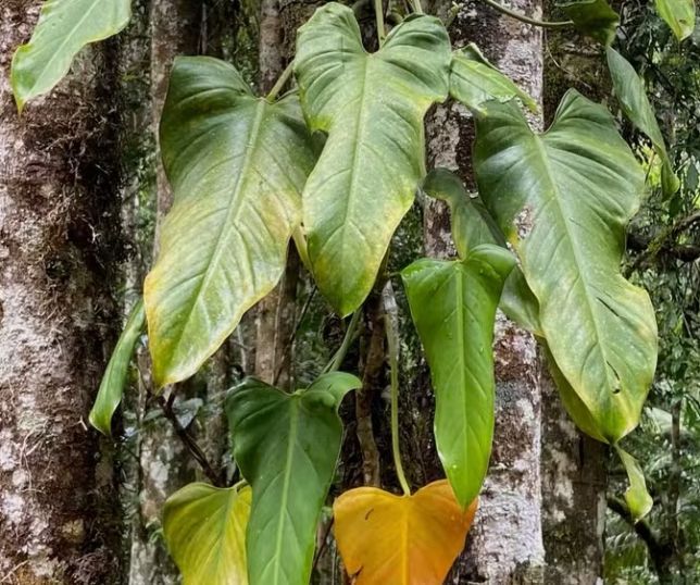 Nova espécie de planta é descoberta por acaso em fotografias de observadores de aves no Espírito Santo