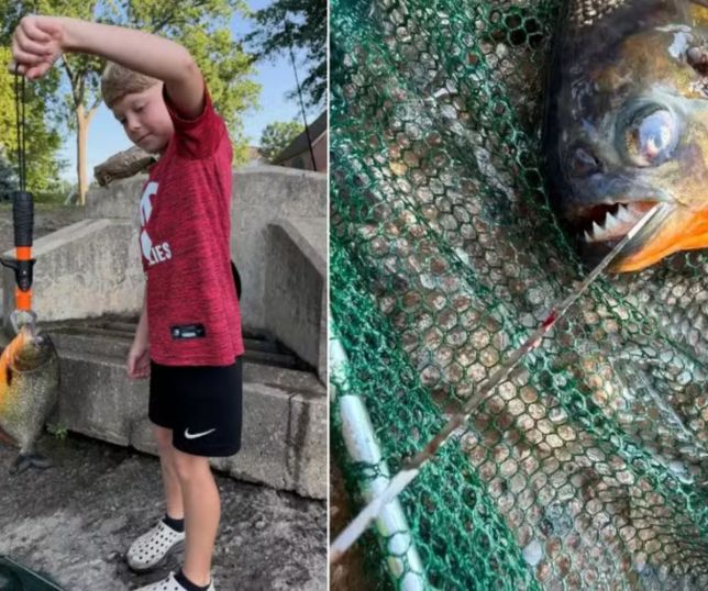 Menino pesca piranha de quase 1 kg em lago nos EUA e surpreende biólogos