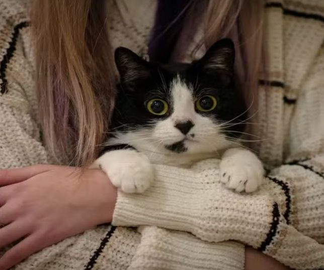 Gatos podem gostar mais de quem respeita seu espaço, explica veterinário