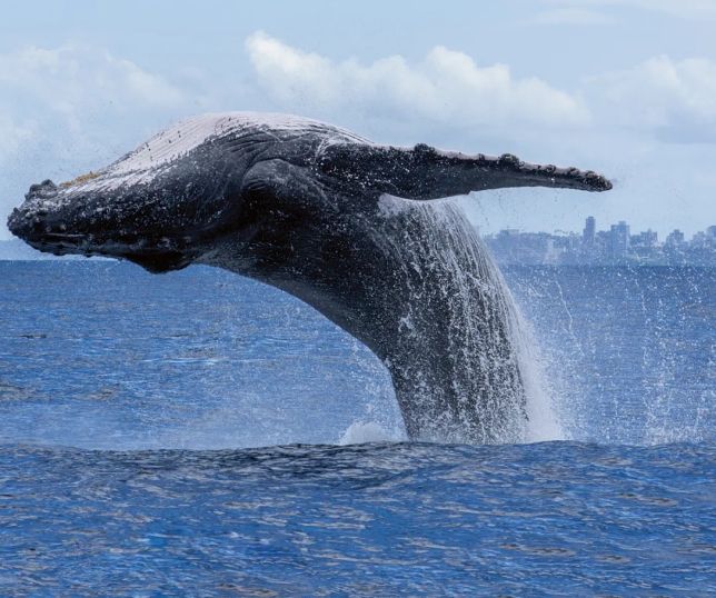 Baleias gigantes avançam para novas áreas da Groenlândia com derretimento do gelo