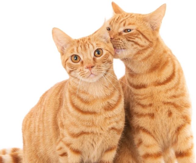 Gatos conseguem reconhecer outros felinos pelo cheiro da urina, revela estudo