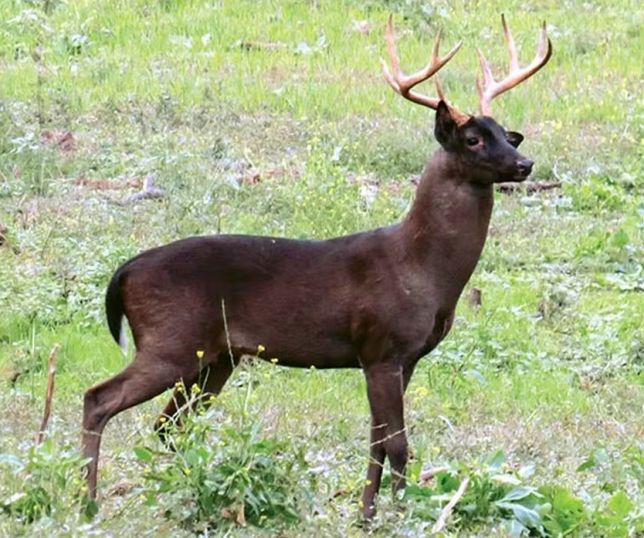 ''A lenda é real'': ciência confirma pela primeira vez existência de veado-preto no Pantanal