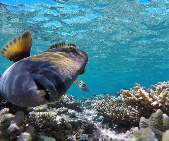 Peixe com dentes parecidos com os humanos assusta mergulhadores com ataques