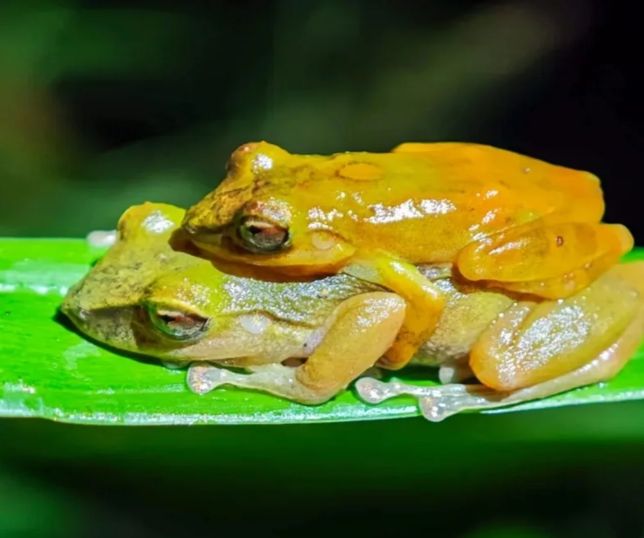Rã conhecida há décadas é identificada como nova espécie por pesquisadores