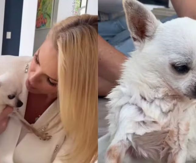 Ana Hickmann lamenta morte de cachorro após 16 anos de companhia 'Saudade gigante'