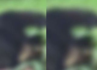 Ursa mata dois irmãos e deixa outras duas pessoas feridas durante ataque na Índia. VEJA VÍDEO