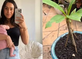 Placenta de bebê é enterrada sob planta e regada com leite materno em ritual familiar