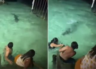 Turistas escapam de ataque após crocodilo se aproximar durante banho noturno em Belize. VEJA VÍDEO