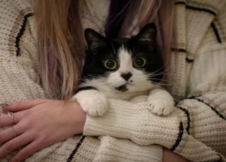 Gatos podem gostar mais de quem respeita seu espaço, explica veterinário