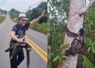 Antônio Zacarias salva bicho-preguiça de atropelamento na BR-174: 'Sexta ou sétima que salvo'. VEJA VÍDEOS