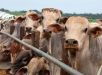 Produção de carne bovina do Brasil deve cair em 2026 diante de tarifas e barreiras comerciais