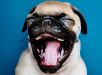 Seu cachorro pisca os olhos para se comunicar com você, sugere estudo
