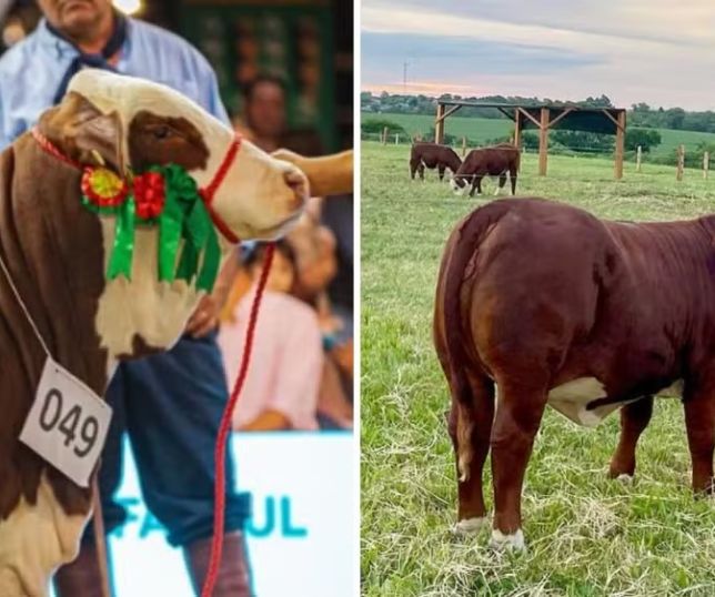 Vaca supera meio milhão de reais e bate recorde de preço no Rio Grande do Sul
