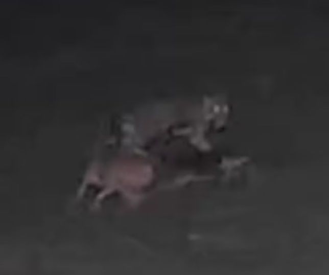 Onça ataca dois cães em propriedade rural e mata um no interior do Amazonas. VEJA VÍDEO