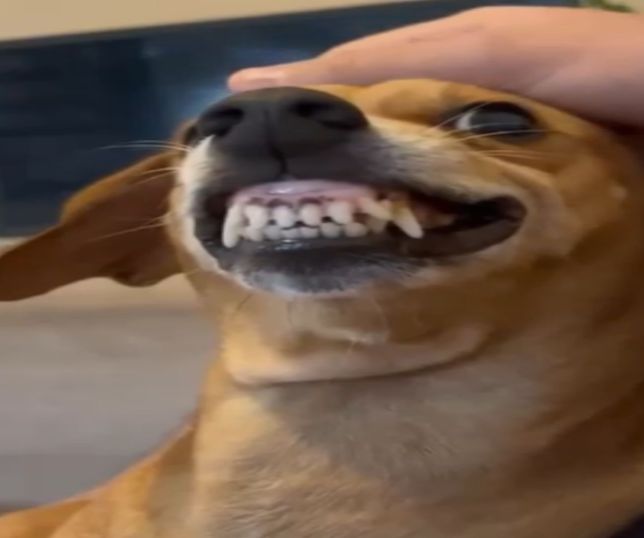 Cachorrinha muda de comportamento quando tutor engrossa a voz e vídeo diverte a internet. VEJA