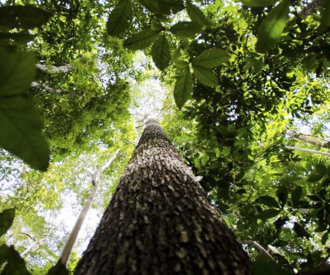 Lula cria quatro novas reservas ambientais que somam mais de 669 mil hectares no Amazonas