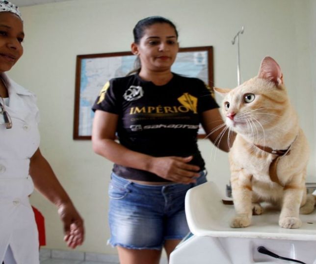 Castramóvel oferece castração gratuita para cães e gatos no Tarumã-Açu