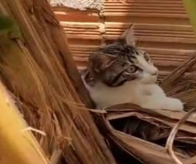 Três homens são presos após jogarem gato em quintal com cães em Itacoatiara. VEJA VÍDEO
