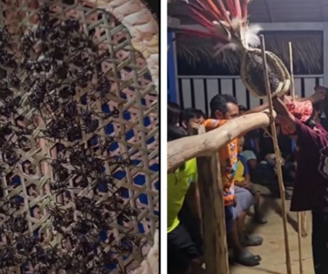 Ritual da tucandeira volta a viralizar e impressiona pelas tradições do povo sateré-mawé. VEJA VÍDEO