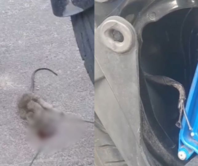 Rato invade motocicleta, rói fiação e deixa veículo sem funcionar; dono encontra animal dentro do motor. VEJA VÍDEO
