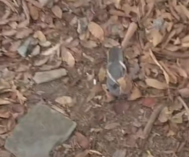 Mulher é encontrada morta com sinais de espancamento em área de mata no Parque Mosaico, Zona Oeste de Manaus