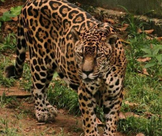 Onça-pintada de Manaus entra para o Guinness como a mais velha do mundo