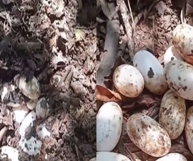 Ribeirinhos encontram jacaré perto de ninho e recolhem ovos às margens de rio na Amazônia. VEJA VÍDEO