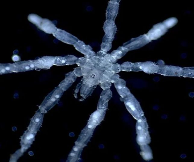 Pesquisadores descobrem aranhas-marinhas com olhos vermelhos e pernas semelhantes a pelos