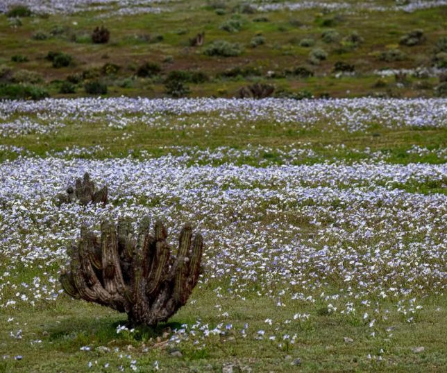 Deserto do Atacama fica coberto de flores após chuvas provocadas pelo El Niño
