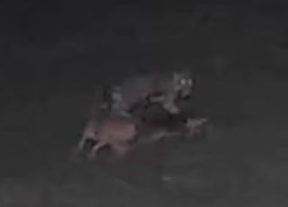 Onça ataca dois cães em propriedade rural e mata um no interior do Amazonas. VEJA VÍDEO