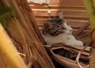 Três homens são presos após jogarem gato em quintal com cães em Itacoatiara. VEJA VÍDEO