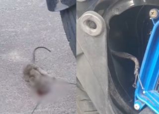Rato invade motocicleta, rói fiação e deixa veículo sem funcionar; dono encontra animal dentro do motor. VEJA VÍDEO