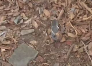 Mulher é encontrada morta com sinais de espancamento em área de mata no Parque Mosaico, Zona Oeste de Manaus
