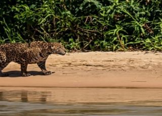 Onça-pintada surpreende ao capturar jacaré durante ataque no Pantanal. VEJA VÍDEO