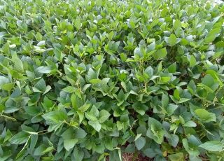 Brasil chega a 46 milhões de hectares tratados com bioinsumos no primeiro semestre de 2026