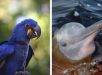 Arara-azul-grande e tucuxi passam a integrar lista de espécies ameaçadas no Brasil