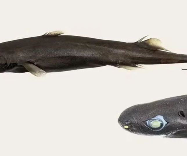 Tubarão de apenas 21,5 centímetros é identificado como nova espécie no Oceano Índico