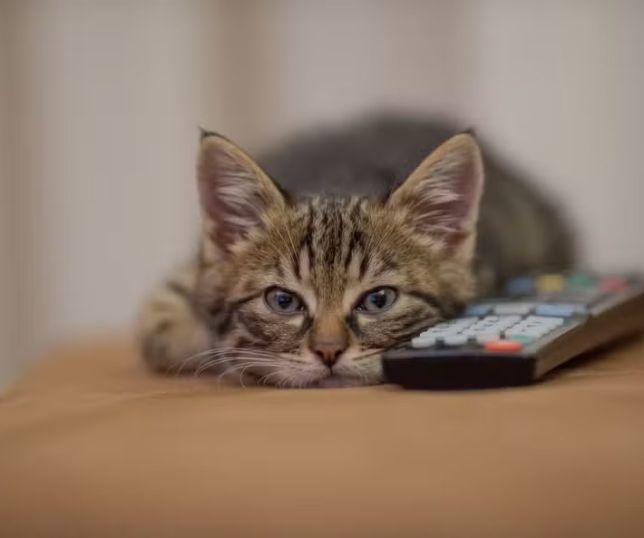Estudo aponta que gatos também podem sofrer de ansiedade de separação