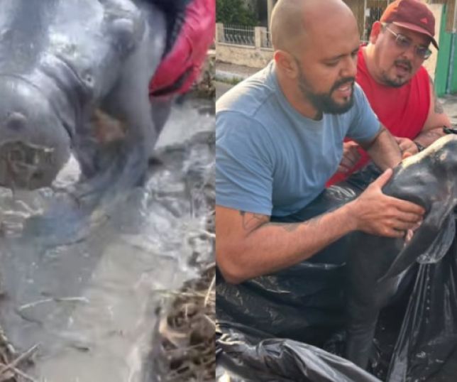 Filhote de peixe-boi é resgatado por pilotos de motocross em Parintins, interior do Amazonas. VEJA VÍDEOS