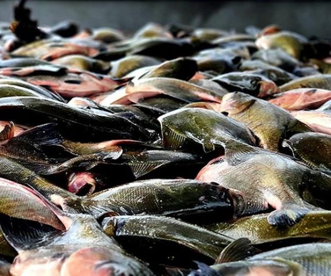 DEFESO DO TAMBAQUI JÁ COMEÇOU: Saiba o que pode e o que não pode ser pescado e vendido no Amazonas