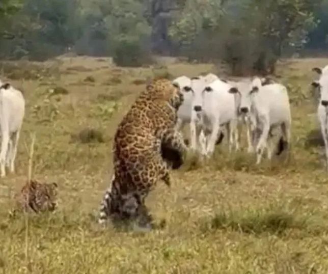Onças-pintadas brigam no Pantanal enquanto rebanho de bois se aproxima para acompanhar a cena. VEJA VÍDEO