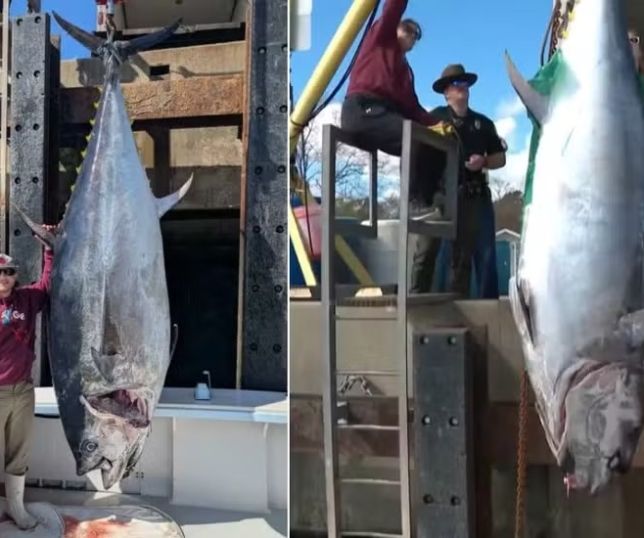 Pescador fisga atum-rabilho de 506 quilos e quebra recorde nos EUA