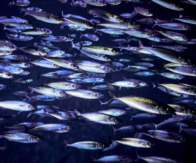 Vida selvagem na América Latina despenca 95% desde 1970, alerta WWF